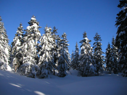 ����ɐႪ�P��